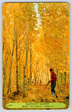 Hunter In Fall Woods 