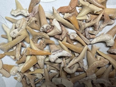 Menge 100+ Fossil Großhandel Haizähne Marokko Bulk