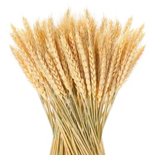 BBTO 150 Pieces Natural Dried Wheat Stalks Golden Sheaves Stems Fall Harvest