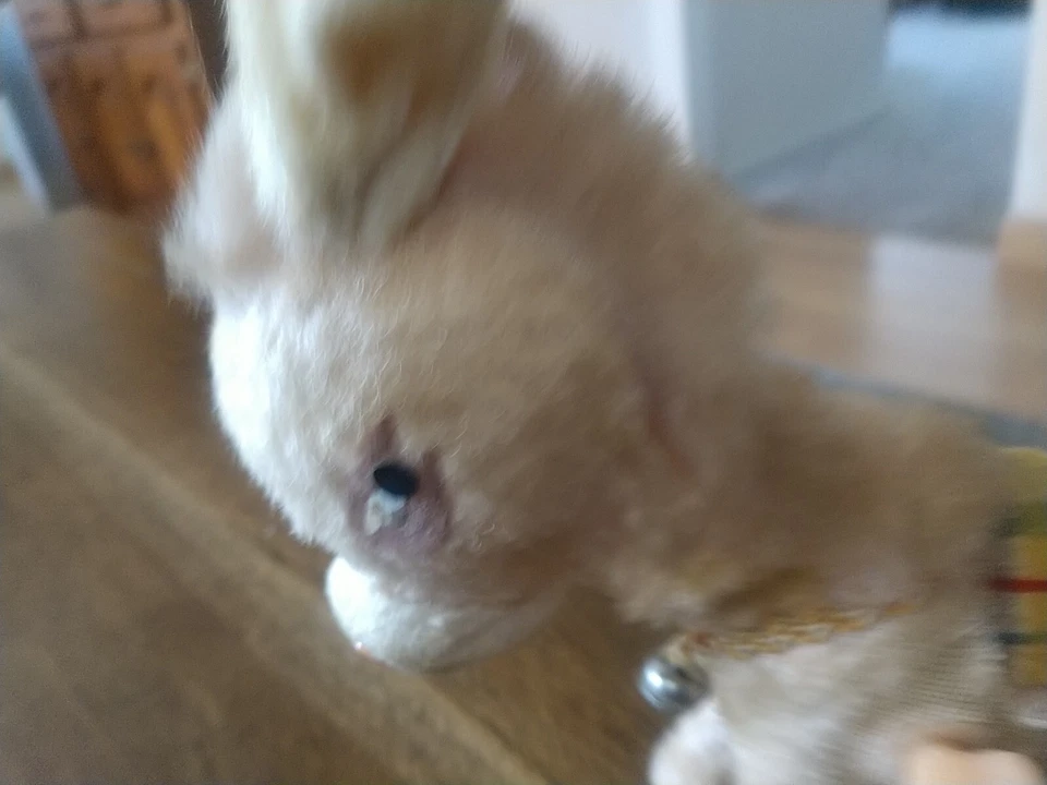 DE COLECCIÓN AÑOS 50 FIELTRO PELUDO CUERDA ESPALDA PATEANDO COLA GIROS DONKEY hecho en JAPÓN Foto 3 de 4