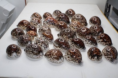 Lot Of 32~Cypraea tigris, Beautiful Color and Pattern