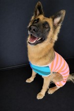 Cute Dog Pajamas, Sizes XS  XL Pet Apparel, Lego x Target Brand