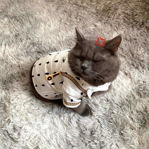 bruno's dog and cat boutique