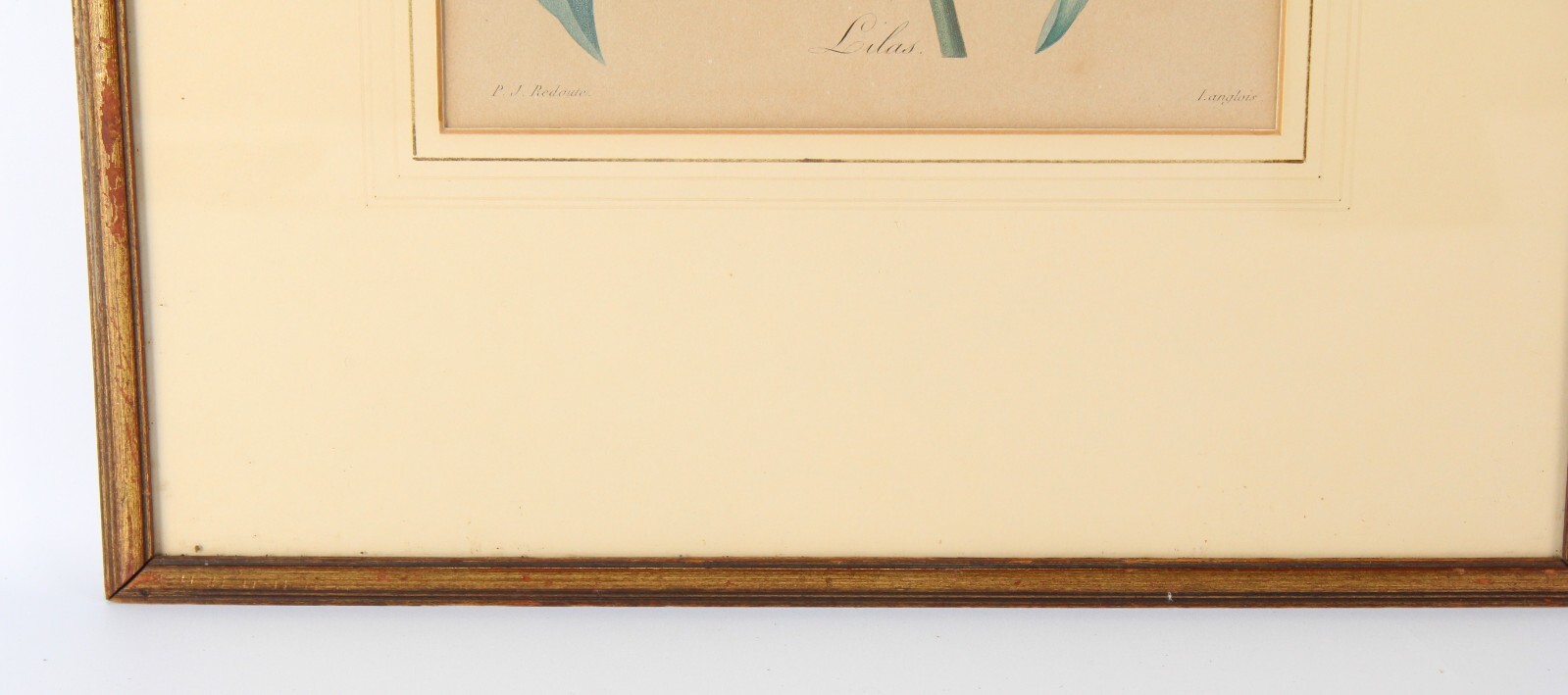 Antique P J Redoute "Lilas" Botanical Original Color Stipple Engraving Langlois