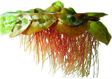30 Red Root Floater - Live Aquarium Plants - 4Oz Cup