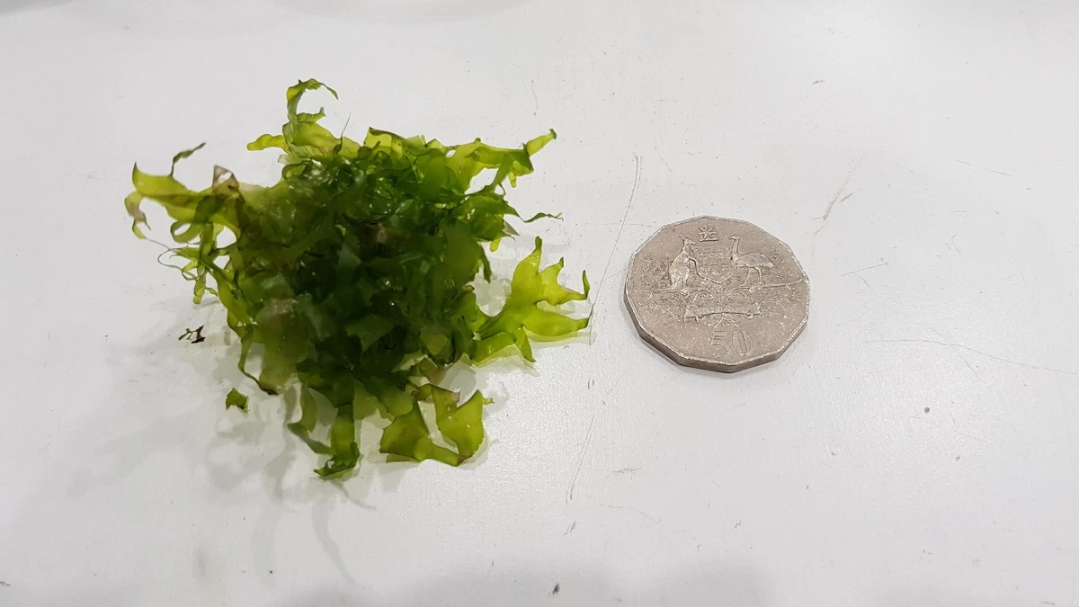Freshwater seaweed 2024
