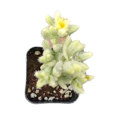 Delosperma echinatum - Pickle Plant Variegata Succulent Plant