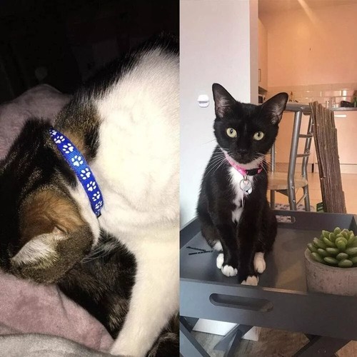 12x Safety Release Kitten Collar Quick Release Reflective Bell Hi Vis Adjustable - Picture 8 of 9