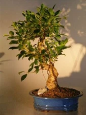 Ficus Retusa  Golden Coin Bonsai Tree Curved Trunk Large 13 years old indoor