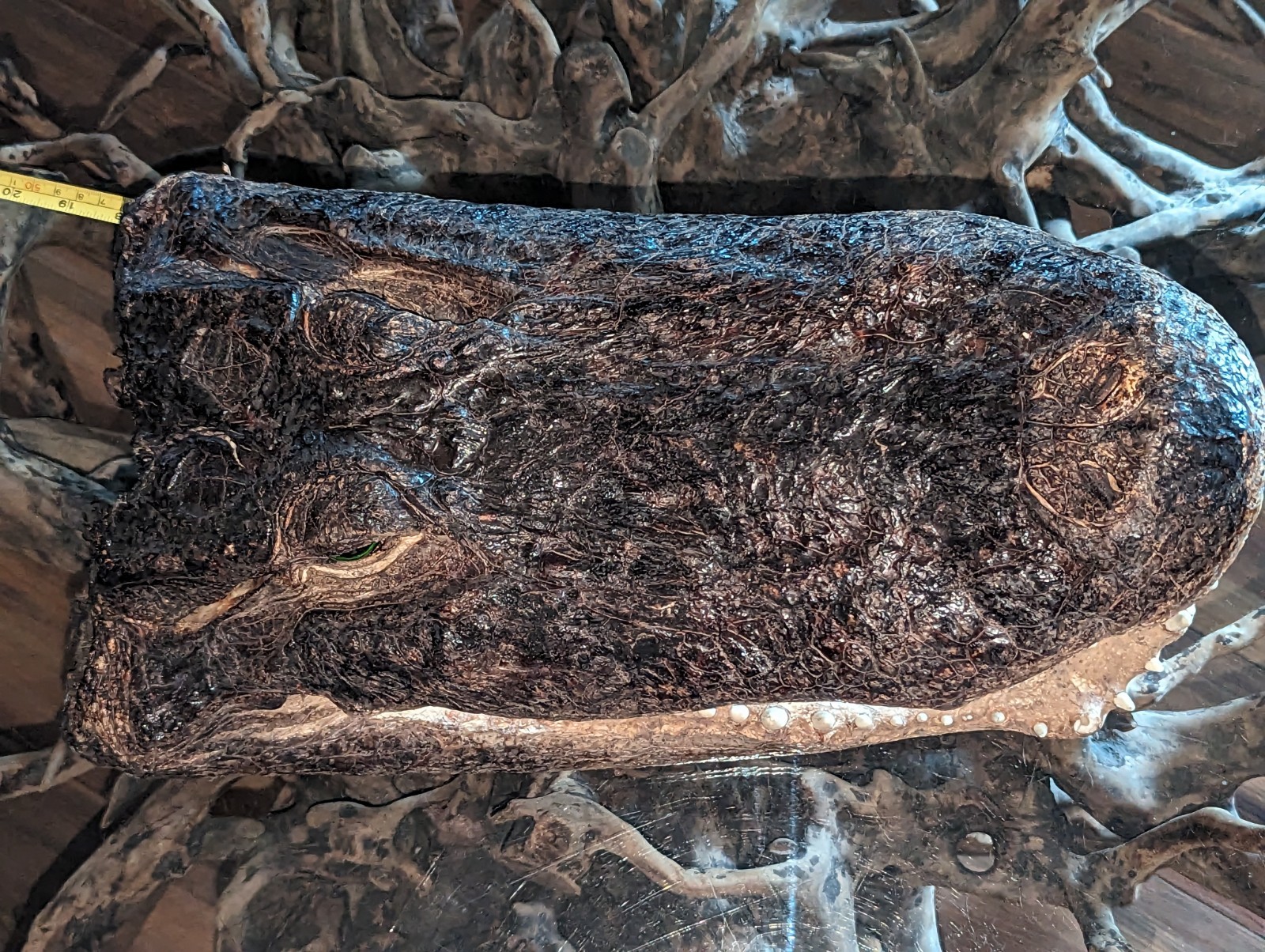 Taxidermy Alligator Gator Head Mount  Hunting Cabin Decor Lodge 16 Inches Long