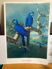 Poster print of Original Art by William T. Cooper "Hyacinth Macaws 1988"