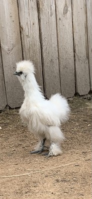 6+ Show Silkie Hatching Eggs