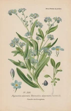 Alpine Forget-Me-Not (Myosotis Alpestris) Chromolithograph From 1896 Bois