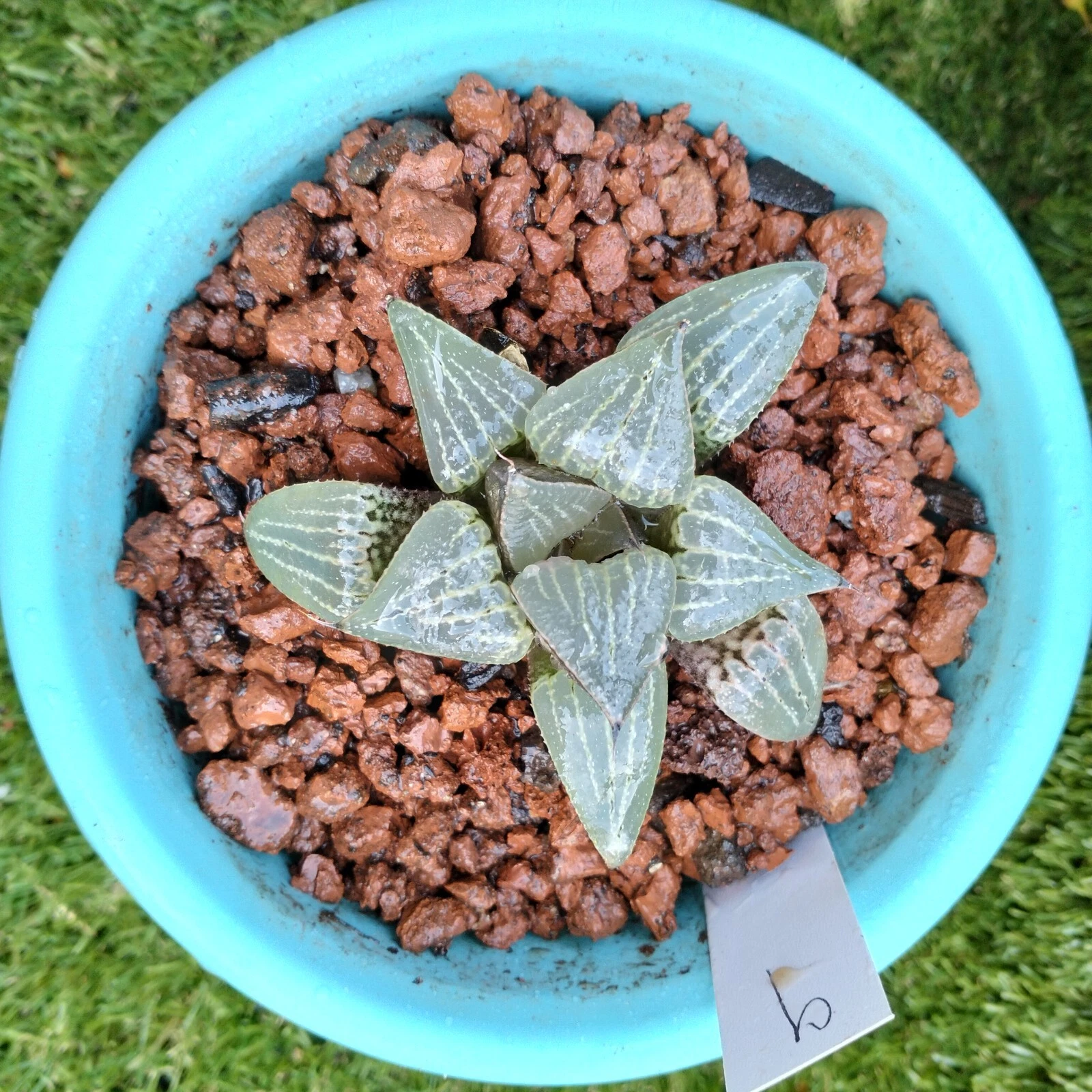 haworthia plant rare, about 8cm Succulent