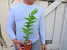 Shark Tooth Cactus Epiphyllum chrysocardium Succulent