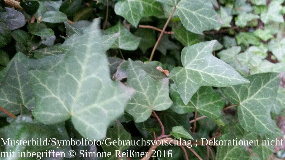 elefantenfuß 150 cm kaufen Beaucarnea Recurvata ⭥50cm – Elefantenfuß main image 1