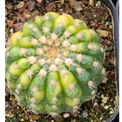 Notocactus Uebelmannianus Variegated RareCactus Succulent Plants 4-5cm
