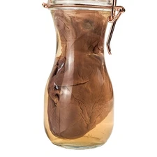 Fetal Pig Oddities Curiosities Wet specimen Preserved Display decor gift