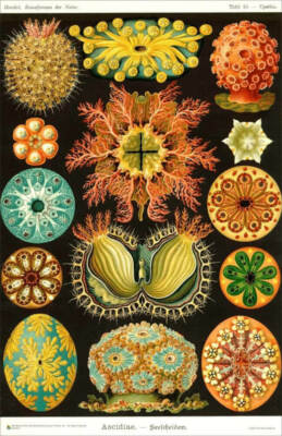 Ernst Haeckel - Artforms of Nature - Seescheiden Poster 11.5'' x 17.5'' Laminated