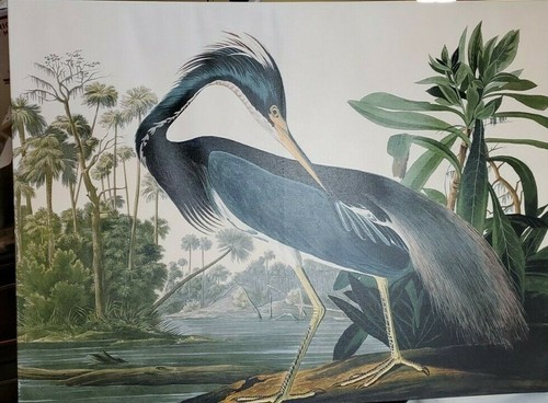 Trademark Fine Art "Louisiana Heron" Large Canvas Art by John James Audubon 47" - Picture 4 of 9