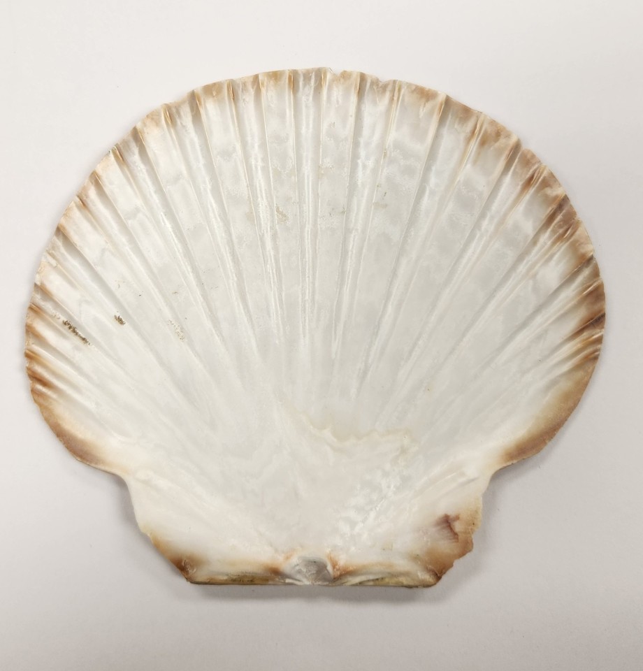 5" Mexican Flat Scallop Seashell Natural Collectible Beach Decor | eBay
