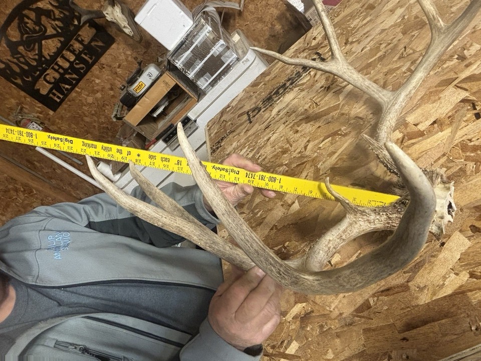 Around 170” MULE DEER RACK skin antlers whitetail sheds taxidermy | eBay