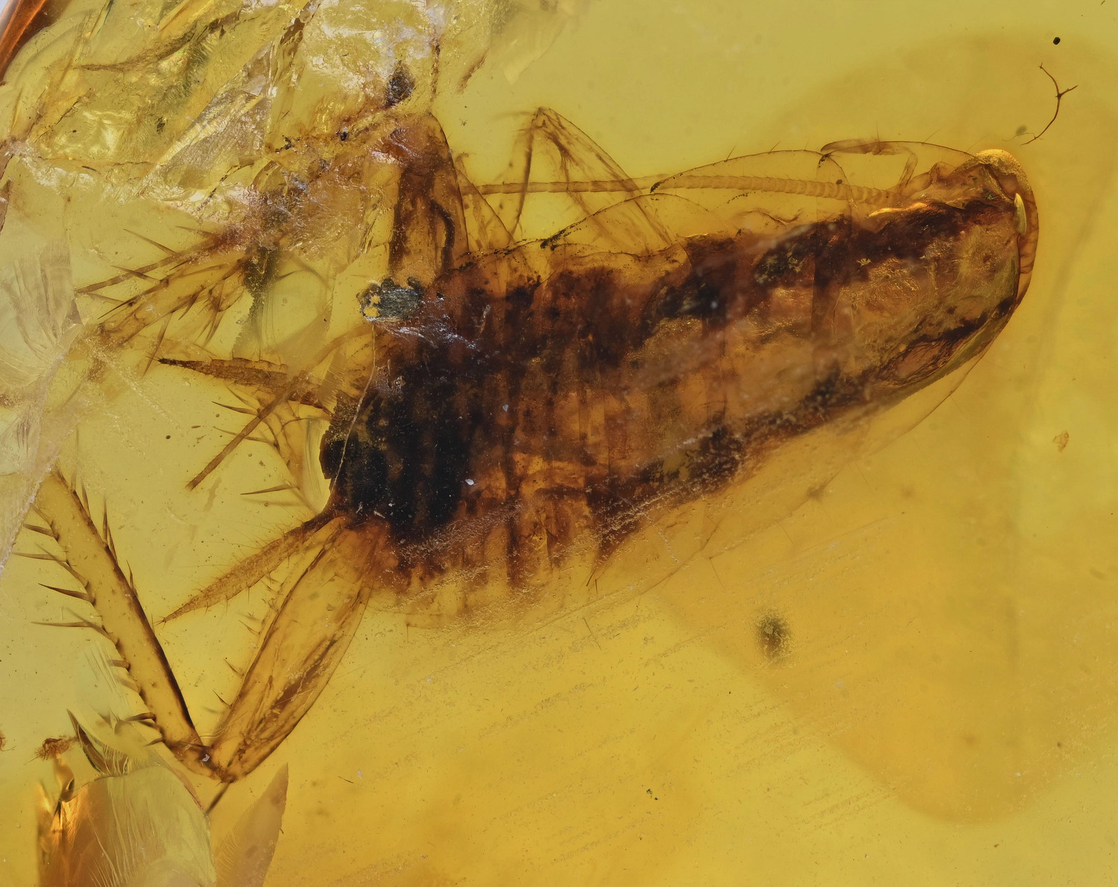 Blattodea (Cockroach), Fossil insect inclusion in Burmese Amber