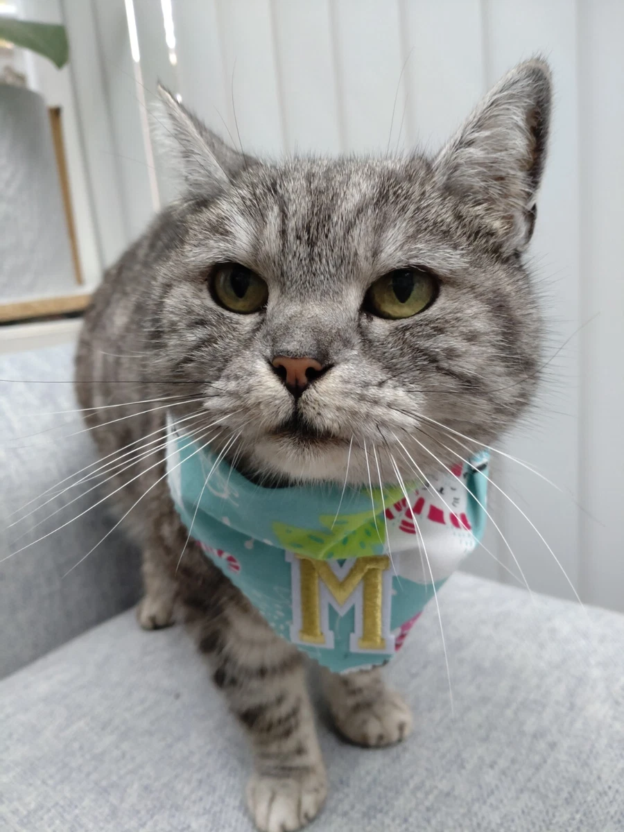 Cat top christmas bandana