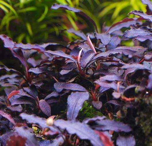タグ付Bucephalandra sp.\"Brownie Ghost\"round Bucephalandra Brownie Ghost | AquaticMotiv