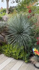 Large mature yucca rostrata - 5 ft 9