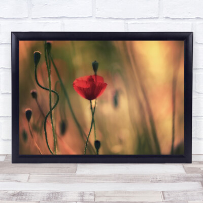 Mohnblumen Blume Mohn rot Bokeh Garten Leidenschaft Liebe Romantik Wandbild Kunstdruck