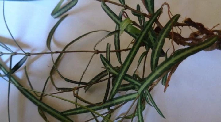 25 г чистых сухих листьев сарсапарилла/Ирамусу/Хемидесмус Indicus натуральный травяной чай - Изображение 2 из 4