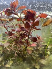 Ludwigia Repens Red Sp Rubin Bundle BUY2GET1Free Freshwater Live Aquarium Plant