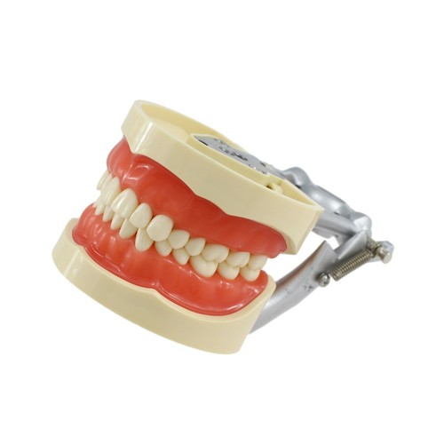 Nissin 200 Style Dental Practice Typodont Model Pole Mount 32 Pc Removable Teeth - Picture 24 of 47