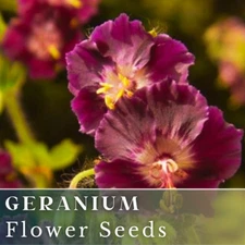100+ Geranium Seeds - Springtime - Fragrant - Fresh Flower Seeds Non GMO