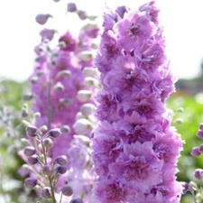 50 Sweethearts Delphinium Seeds Perennial Garden Flower Seed Flowers 767 USA
