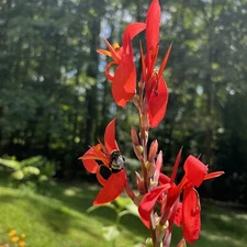 Lot of 10 Red Canna Lily Bulbs Root Rhizomes Plants Flower Garden Outdoors