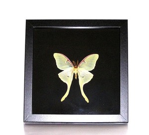 BUTTERFLY/MOTH/MOUNTED Real Shadowbox Framed American Beauty ACTIAS LUNA