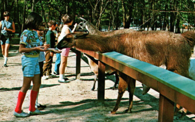 Children Feed Animals At Gobblers Knob Zoo Farm Parke IN VINTAGE Postcard
