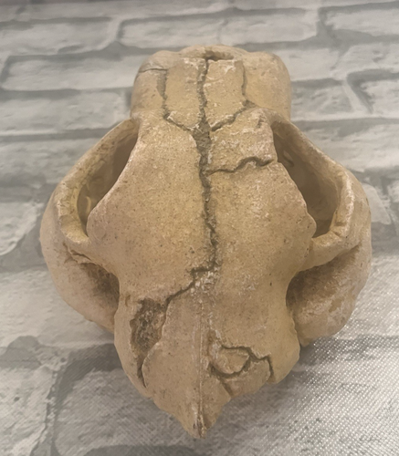 Dog Skull Halloween Decor Resin Skeleton Sculpture Animal Model Prop - Picture 4 of 11