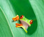 chasingtreefrog