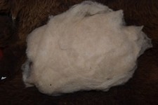 carded wool in natural beige as 500 g fleece from Coburg fox sheep