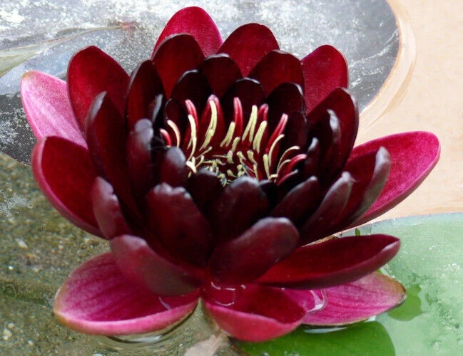 WHITE 15 GRAINES de Nénuphar Black Princess "NYMPHAEA" + CADEAU GRATUIT