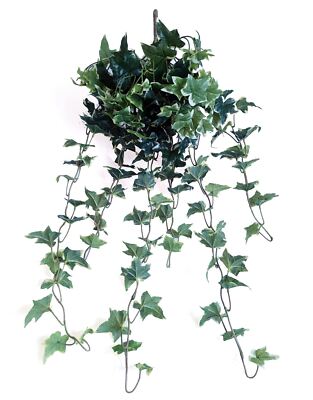 Vari. green Real Touch Sage Ivy Hanging Bush , 35'' H, with 168 Leaves, 12 Stems 