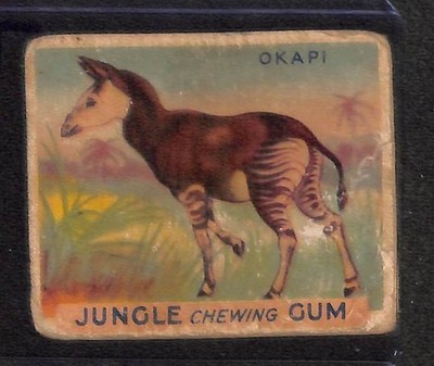 R78 World Wide Gum, Jungle Gum, 1930, #47 Okapi