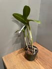 Blc. Grezaffi's M'Dear `WIndy Nights' Original Cattleya Orchid Plant — photo 2