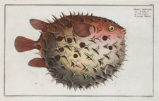 Marcus Bloch 1785 - Prickly Bottlefish Porcupine Puffer - 17 x 22 Print