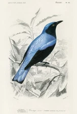 Drongo Azure - 1849 - Bird Illustration Magnet