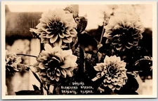 Dahlias Blanchard Flower Garden Skagway Alaska AK Real Photo RPPC Postcard