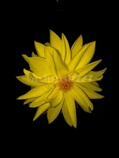 Digital Image Picture Photo Wallpaper Background Desktop Art Flower